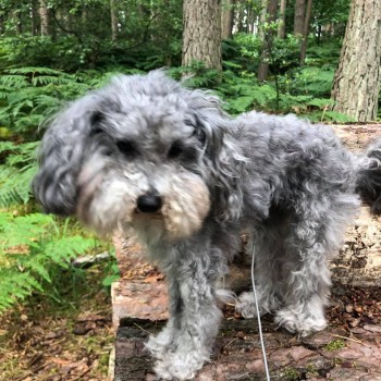 LOST - Poodle: Miniature - Chiltlee Way Estate Shepherds Way, Liphook ...