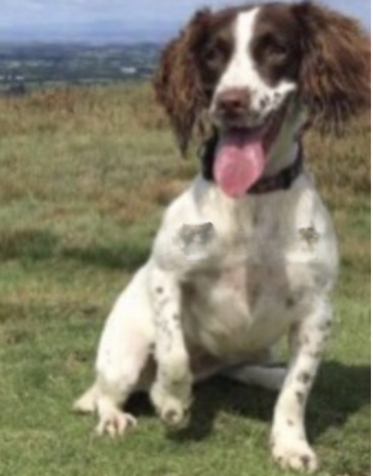 Lost hot sale springer spaniel